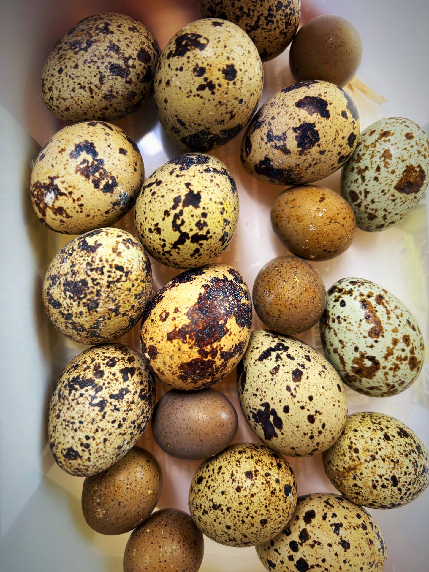 Fresh Quail Eggs ‘Cafe Collection Only’